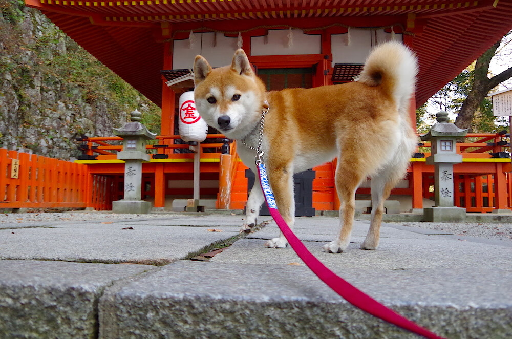 传奇球星的 inspirational stories:激励无数年轻人,传奇球星nba