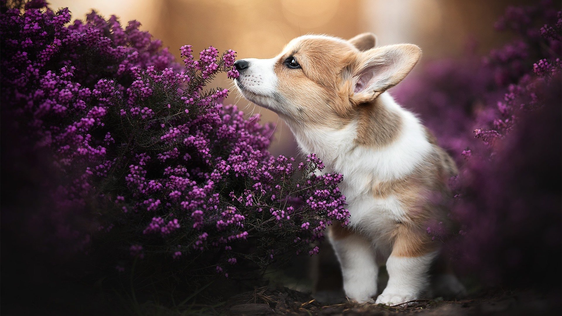 史上最令人激动的“冠军决战”回顾,夺冠的比赛