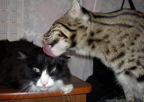 夺冠秘诀：冠军队伍的战术打法与团队精神，冠军争夺